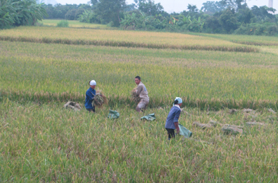 Khoái Châu Thêm một mùa vàng